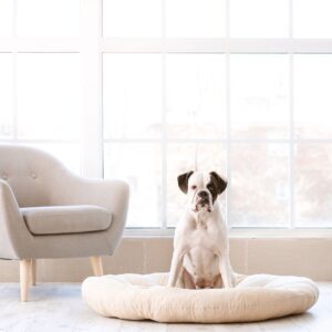 pet sensor security system